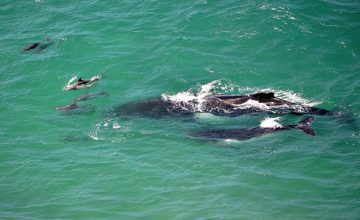 Whales pass Cape Byron twice a year